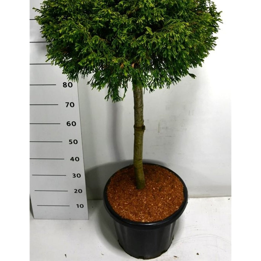 Ädelcypress – Chamaecyparis lawsoniana 'Brégeon' - C25 70 cm. Stam